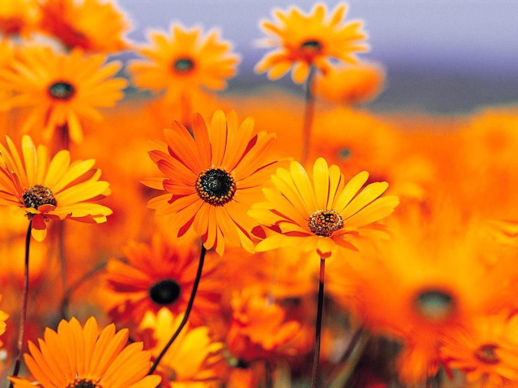 דירות Maracalagonis Fior Di Sole מראה חיצוני תמונה